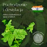 Olejek Eteryczny Melisa 5