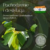 Olejek Eteryczny Kamfora 5