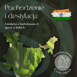 Olejek Eteryczny Eukaliptus 5