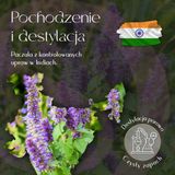 Olejek Eteryczny Paczuli 5