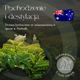 Olejek Eteryczny Drzewo Herbaciane 5